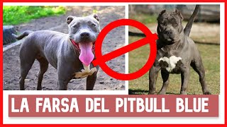 Pitbull Blue, La Farsa Del Pitbull Blue Grandes Caninos