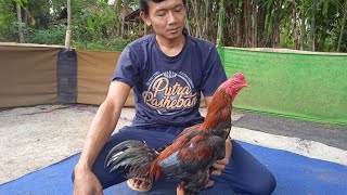 ayam mangon milik mas kadik ini mempunyai pukulan yang mematikan❗