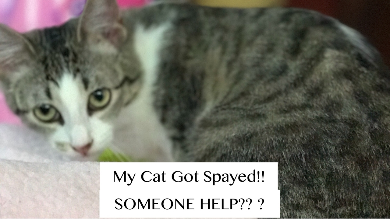 My Cat Got Spayed !! SOMEONE HELP?? | VLOG | Kylie Gore 