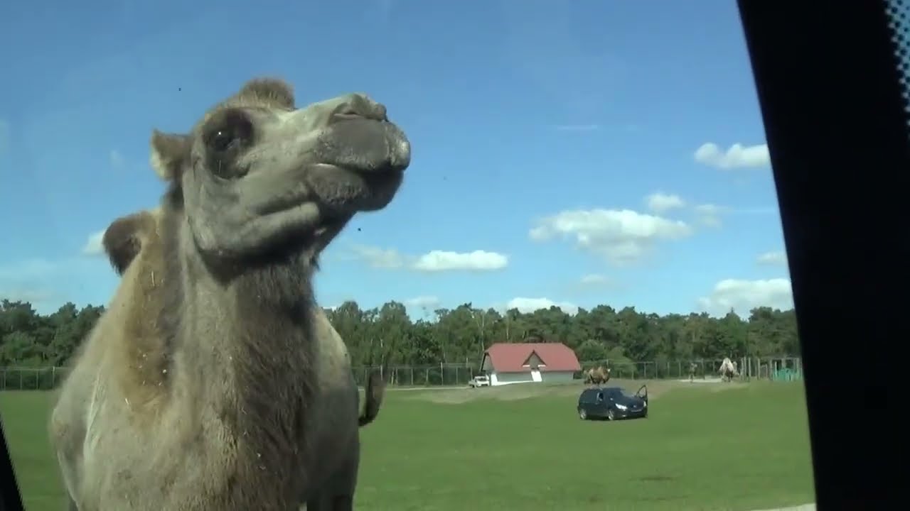 HOLTE STUKENBROCK Safari VIP Tour = vielen Tieren nahe kommen und sie auch uns !