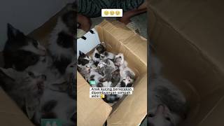 anak kucing terlantar di pembuangan sampah#anakkucingterlantar #kucingjalanankelaparan