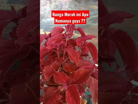 Bunga warna merah