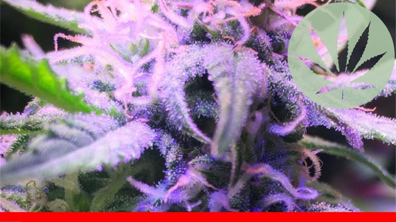 Cream Caramel All About This Strain YouTube