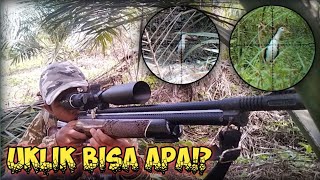 Download Lagu Berburu ruak ruak || uklik bisa apa!? MP3