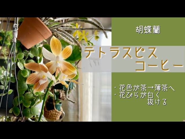 2024年4月4日 胡蝶蘭《テトラスピス コーヒー》 原種の交配種 コーヒー