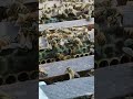 This type of bee, no matter what we do, will not leave the nest .