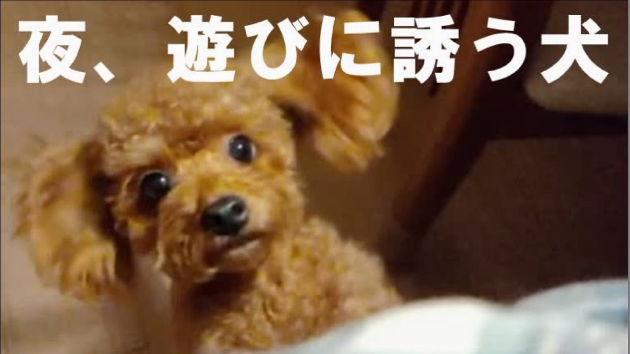 夜 目が覚めて飼い主を遊びに誘う犬 テディベアカットのトイプードル コロン Youtube