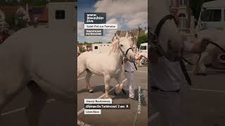 Cheval Boulonnais Olympe De Tachincourt - Léon Blon #shorts #Boulonnais #horse #patrimoinevivant