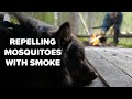 Repelling mosquitoes with a smoky campfire - a hiking break with my dog.