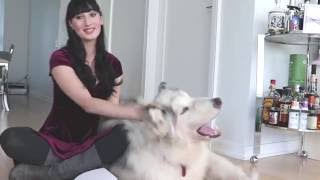 Things you might not know about Alaskan Malamutes!