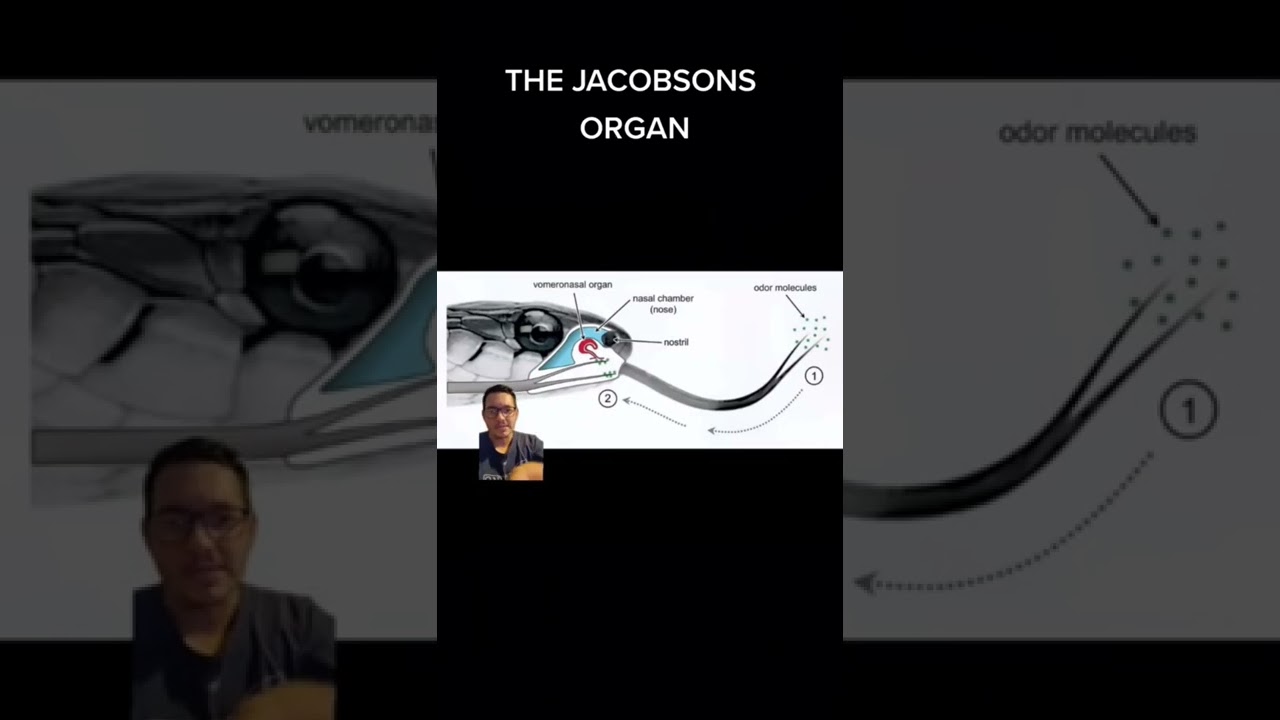 What Is The Jacobsons Organ jacobsensorgan snake reptile nature what-is-the-jacobsons-organ-jacobsensorgan-snake-reptile-nature