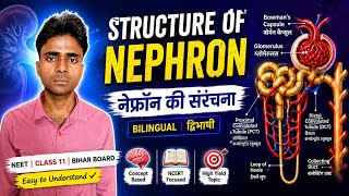 Structure Of Nephron Class 11 | नेफ्रॉन की संरचना | NEET 2026