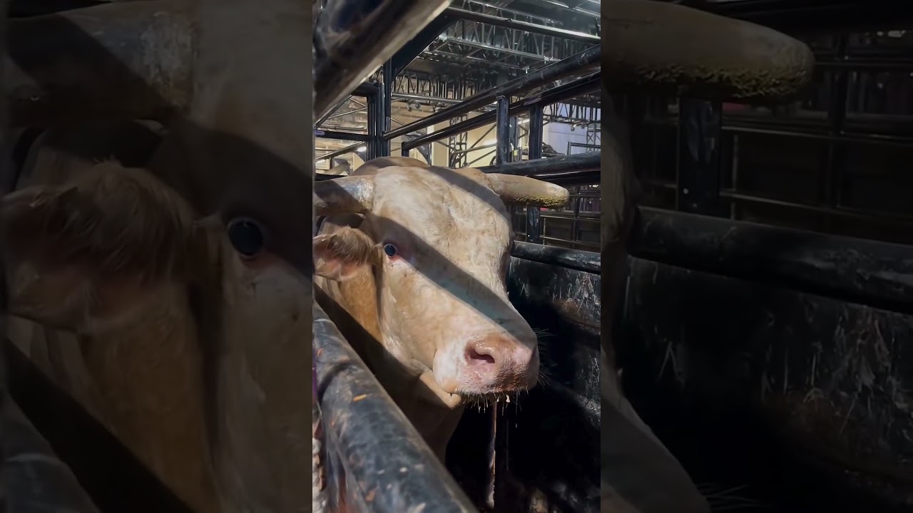 "Cool Whip: A Tribute to the Record-Setting Bucking Bull" 