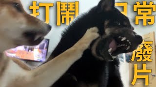 柴犬每天打鬧全紀錄日常廢片【米修與歐歐】