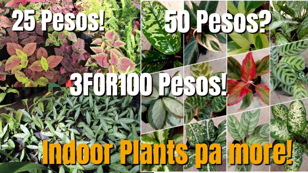SILANG CAVITE PLANTS HUNTING UPDATED PRICE NG PLANTS SA