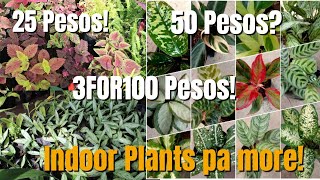 Silang Cavite Plants Hunting  Updated Price Ng Uncommon Plants Sa Silang Cavite My 3for100 Parin