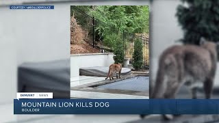 Boulder police warn of mountain lion activity after dog killed during walk