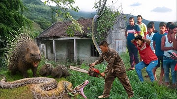Big Python is running away | Abandoned for 120 years. | Cleaning the abandoned house in fear
