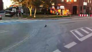 Pigeon Police Brutality Watch Till End