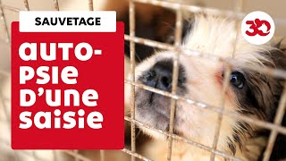 Une centaine de chiens sauvés par 30 Millions d'Amis dans un élevage près d'Angoulême