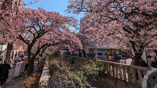 [出差] 熱海盛開的河津櫻 Kawazu Sakura in full bloom at Atami