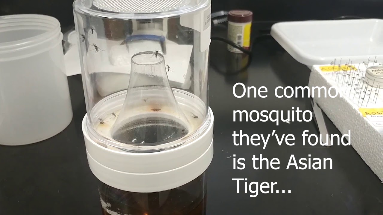 Fun facts about Missouri's mosquitoes YouTube
