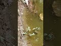 Curfew fish playing by the pond #