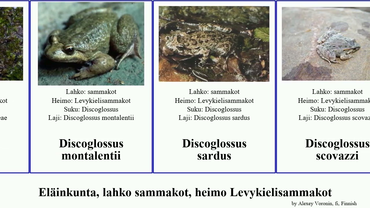 Eläinkunta, lahko sammakot, heimo Levykielisammakot discoglossus animal painted frogs Alytes Anura