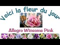 Allegro Winsome Pink, La fleur du jour de ma collection de plantes violettes africaines