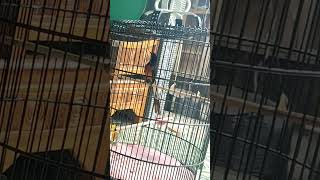 contoh murai batu kurang birahi