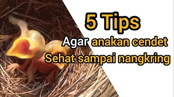 5 tips agar anakan cendet umur 1 hari sampai nangkring tetap sehat