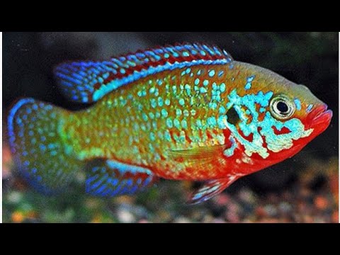 تفريخ السيكليد الافريقي ريد جيويل الجزء الأول