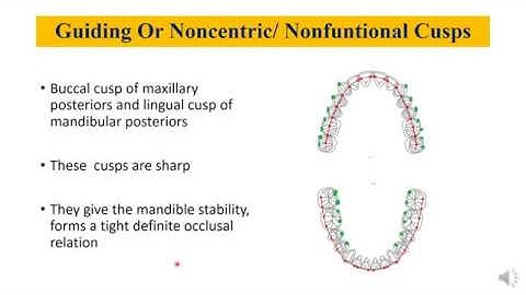 Occlusion - part 2 dental anatomy