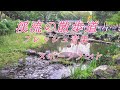 @鹿児島, フレッシュ青果 スポーツランド渓流の散歩道,,楽しんでください.
