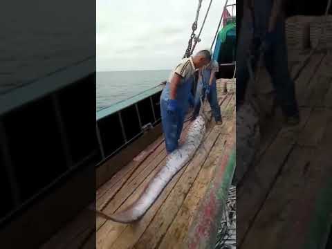 Video: Cattura Del Pesce Sciabola: Consigli Di Pescatori Esperti