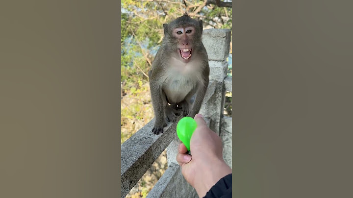 Monkey is so naughty
