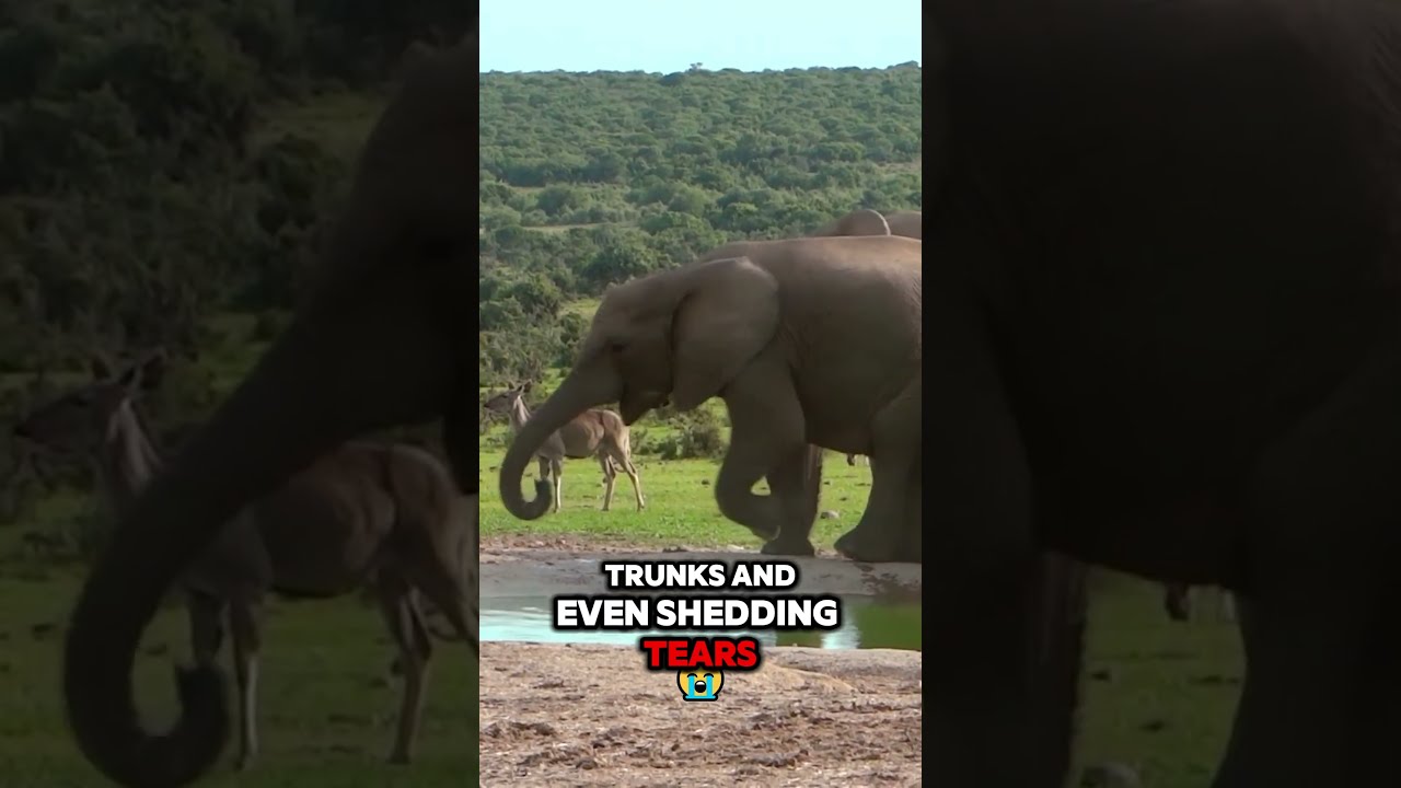 Elephants Show Empathy And Grief A Powerful Display Of Emotion