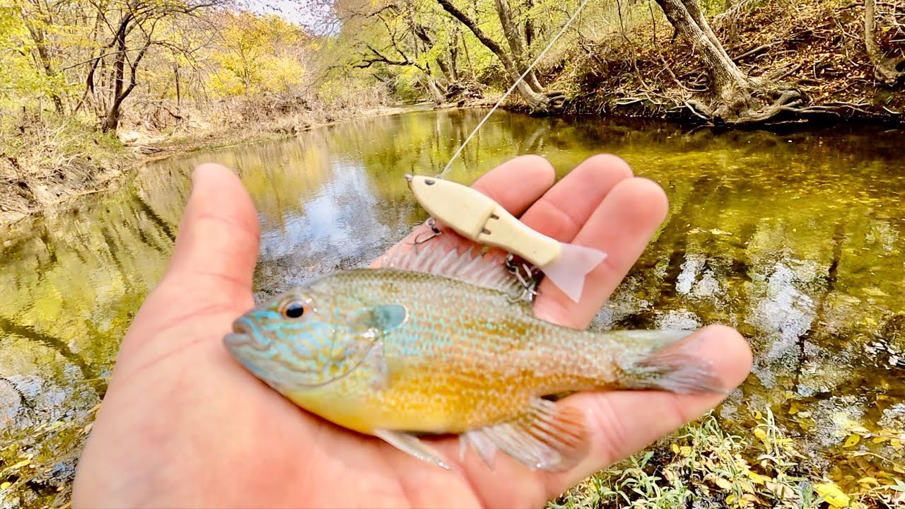 GORGEOUS City Creek & Small Swimbait ACTION |Fort Worth BFS Angling|