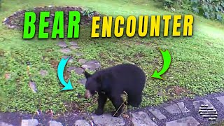 Black Bear Encounters Startling Bobcat