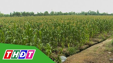 Chuyển đổi cơ cấu cây trồng thích ứng với biến đổi khí hậu | THDT