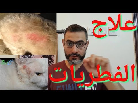 فيديو: مضحك رائحة الإسهال في الكلاب