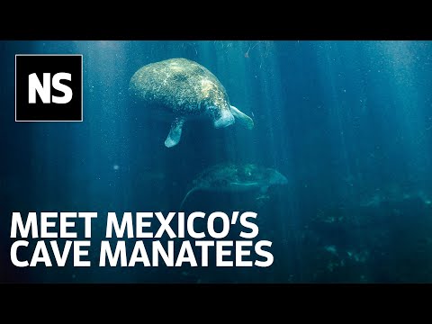 Manatees Discovered In Pristine But Threatened Habitat In Mexico By Cave Divers