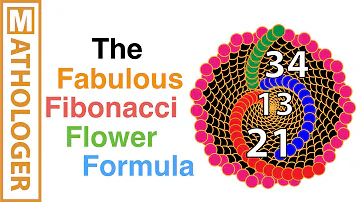 Why do flowers follow Fibonacci sequence?