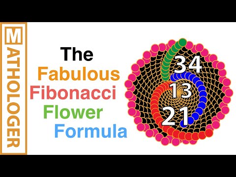 The fabulous Fibonacci flower formula