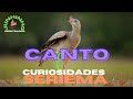 Curiosidades sobre a Seriema - SERIEMA CANTANDO - CANTO DA SERIEMA  [Juninho Ornitólogo]