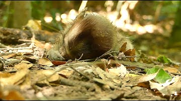 Million Sadness! One Day Release Then Pass Away New Abandon Baby Monkey Was Bite By Dog Near Pagoda.