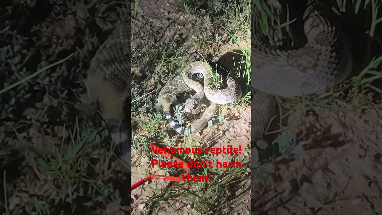 Rattle Snake Odessa Tx 2025