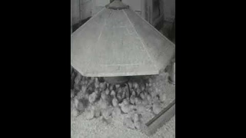 Chicks in the Brooder House