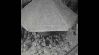 Chicks in the Brooder House