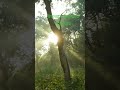 রোদেলা গ্রীষ্মের সকাল #nature #lifeisbutadream #dream #like #love
